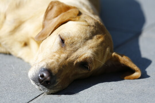 Relaxed Tan Dog Rests in Warm Sunlight.
