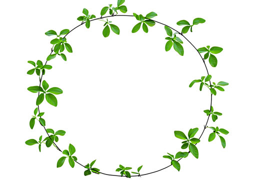 Green plant vine with leaves forming circle frame on transparent background for design.