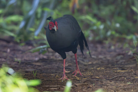 Siamese fireback (Lophura diardi) male walking on the rainforest ground in Cat Tien National Park, Vietnam. Tropical bird stock photography.