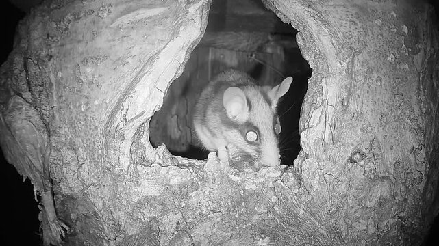 Gartenschl&auml;fer sitzt in Baumh&ouml;hle (Eliomys quercinus)