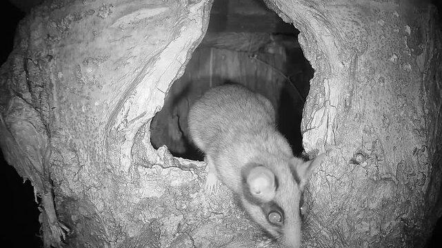 Gartenschl&auml;fer sitzt in Baumh&ouml;hle (Eliomys quercinus)
