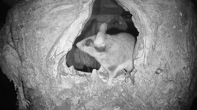 Gartenschl&auml;fer sitzt in Baumh&ouml;hle (Eliomys quercinus)
