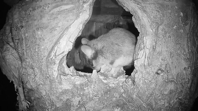 Gartenschl&auml;fer sitzt in Baumh&ouml;hle (Eliomys quercinus)