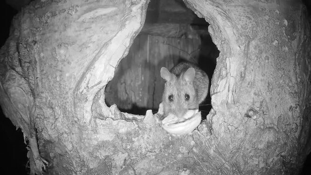 Waldmaus in Baumh&ouml;hle (Apodemus sylvaticus)
