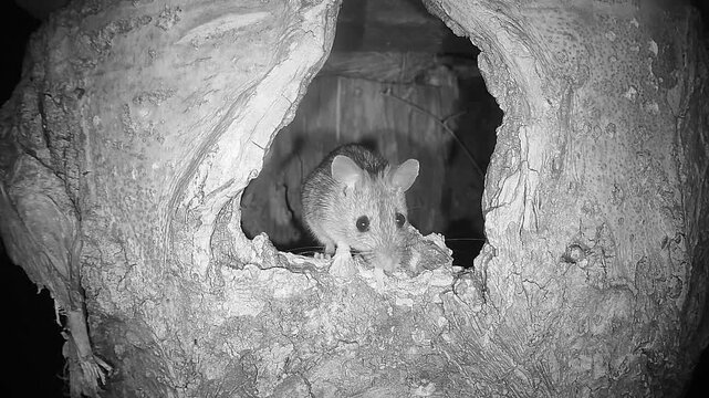 Waldmaus in Baumh&ouml;hle (Apodemus sylvaticus)