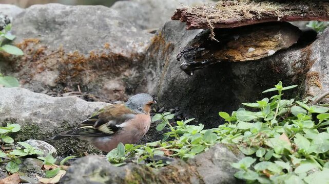 Buchfink trinkt (Fringilla coelebs),