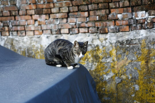 Tabby Cat Rests Beside an Old Brick Wall.