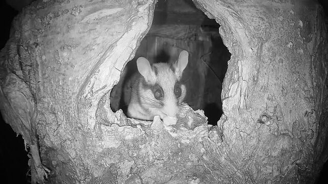 Gartenschl&auml;fer sitzt in Baumh&ouml;hle (Eliomys quercinus)