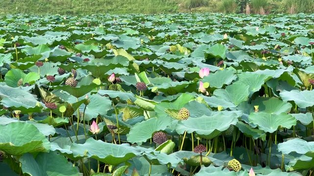 Lotus plants of indian lotus in a pond in monsoon. they grow so fast in pond in water. also known india's national flower"lotus"	