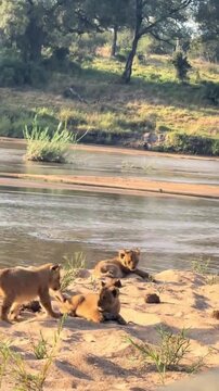 Cute lion cubs playing together on a sandy riverbank in the wild