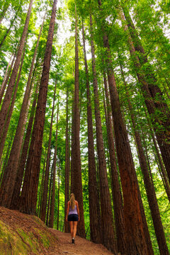Woman Hiking on Trail Surrounded by Tall Redwood Trees in Forest, famous forest of Sequoia in Spain