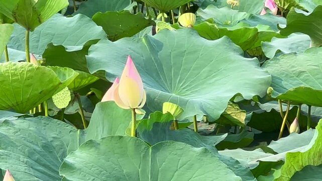 Lotus plants of indian lotus in a pond in monsoon. they grow so fast in pond in water. also known india's national flower"lotus"	