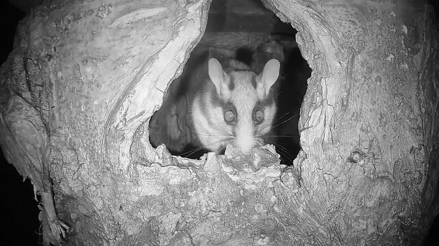 Gartenschl&auml;fer sitzt in Baumh&ouml;hle (Eliomys quercinus)