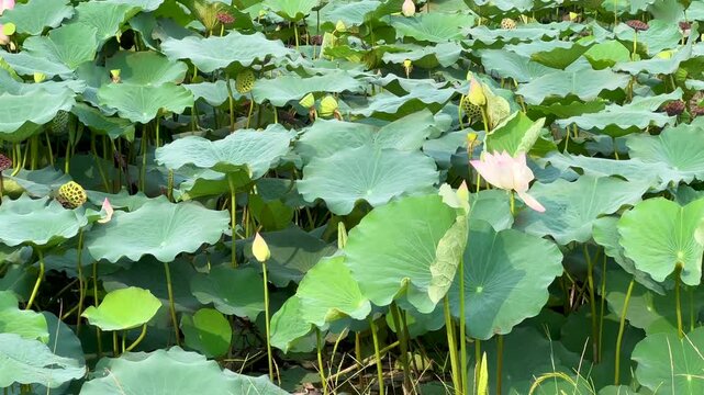 Lotus plants of indian lotus in a pond in monsoon. they grow so fast in pond in water. also known india's national flower"lotus"	