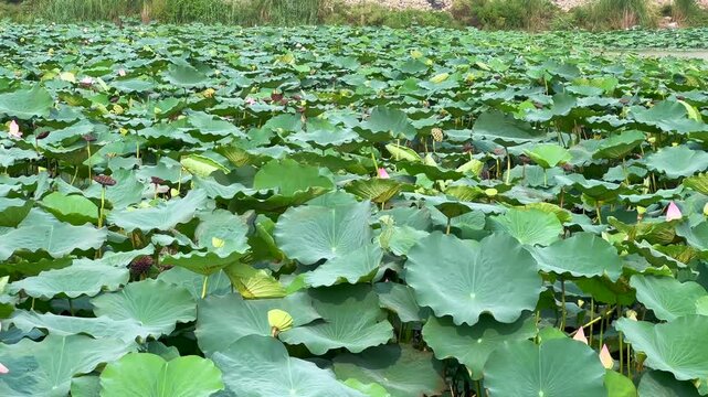 Lotus plants of indian lotus in a pond in monsoon. they grow so fast in pond in water. also known india's national flower"lotus"	