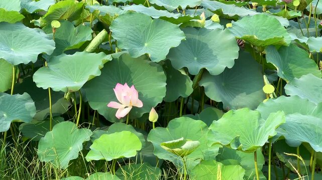 Lotus plants of indian lotus in a pond in monsoon. they grow so fast in pond in water. also known india's national flower"lotus"	