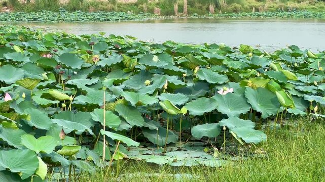 Lotus plants of indian lotus in a pond in monsoon. they grow so fast in pond in water. also known india's national flower"lotus"	