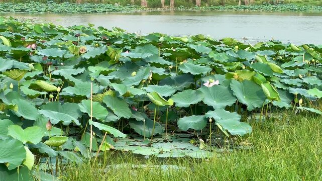 Lotus plants of indian lotus in a pond in monsoon. they grow so fast in pond in water. also known india's national flower"lotus"	