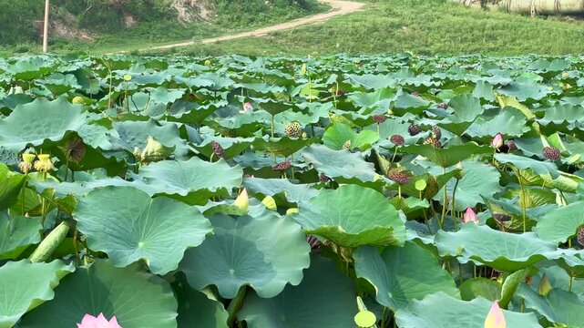 Lotus plants of indian lotus in a pond in monsoon. they grow so fast in pond in water. also known india's national flower"lotus"	