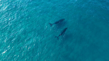 Fototapeta premium Aerial View of Two Humpback Whales Swimming in Turquoise Ocean Water