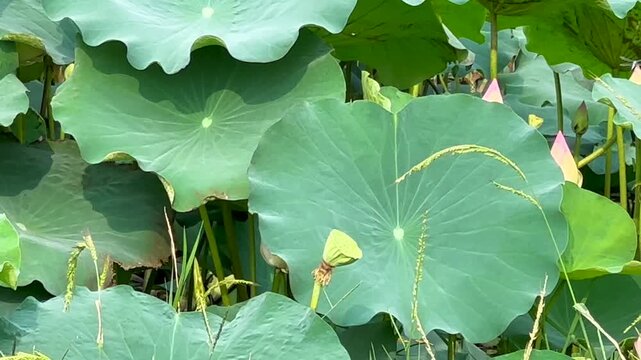 Lotus plants of indian lotus in a pond in monsoon. they grow so fast in pond in water. also known india's national flower"lotus"	