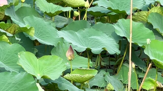 Lotus plants of indian lotus in a pond in monsoon. they grow so fast in pond in water. also known india's national flower"lotus"	