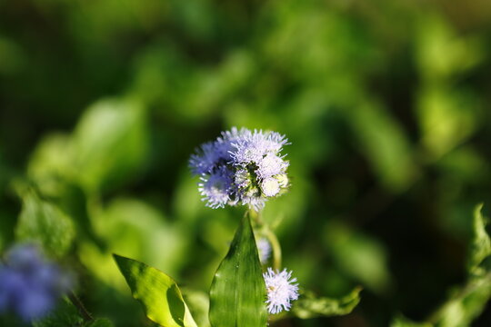 Purple Ageratum Flowers Bloom in Bright Sunlight.