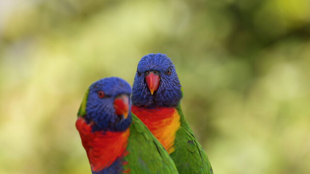 Two Colorful Rainbow Lorikeets Perched Together in Gold Coast Australia