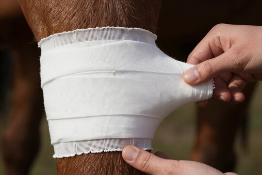 Captures Close View Of Human Hands Attending To Lower Leg Area Horses Hoof Pastern Using White Bandages For Support Treatment Person