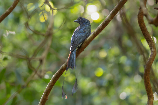 Greater racket-tailed drongo (Dicrurus paradiseus) perched on a vine branch in lush forest, C&ocirc;n Đảo Island, Vietnam. Wild tropical bird photography.