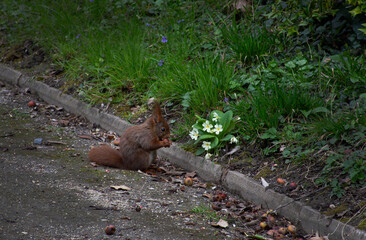 the squirrel © sevcan