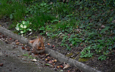 the squirrel © sevcan