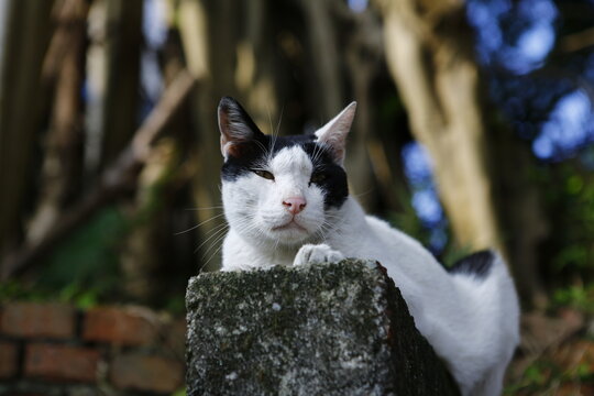 Black and White Cat Rests on Concrete Post.
