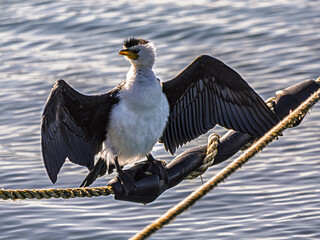Obraz premium Head Right Pied Cormorant On Rope Wings Spread