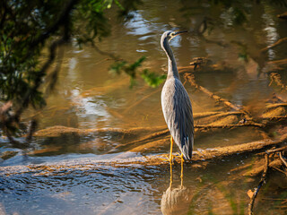 Obraz premium White Faced Grey Heron On Log In Swamp