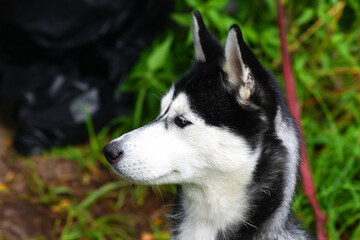 Husky dog on walk, side view of head with perked ears, alert expression and thic coat. Closeup view. © Tatyana