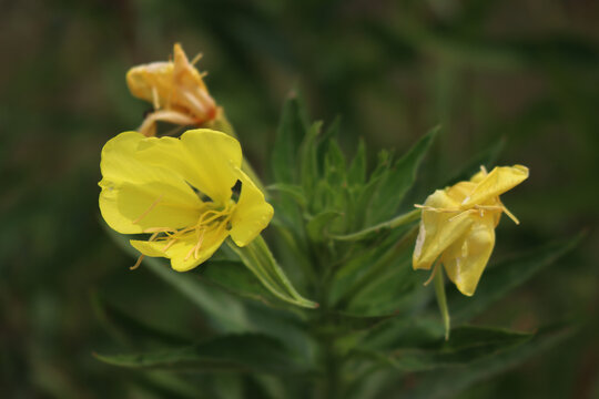 Evening primrose io bloom with yellow flowers in the italian countryside. Oenothera biennis