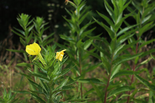 Evening primrose io bloom with yellow flowers in the italian countryside. Oenothera biennis