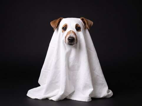 Jack russell terrier dog posing as a cute white ghost for halloween celebration against a dark moody black background