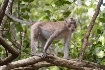 Con Dao long-tailed macaque (Macaca fascicularis condorensis), an endemic subspecies, stands on a tree branch in a lush forest, looking toward the camera with an open-mouthed expression. © PIOTR