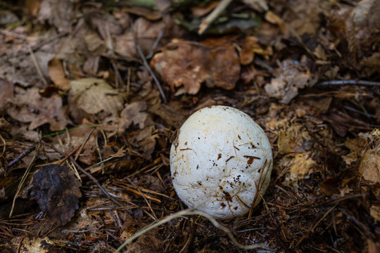 Common Stinkhorn Mushroom Egg Emerging from the Forest Floor. Close-up of an immature common stinkhorn mushroom, known as a stinkhorn egg, emerging from the leaf litter of a forest floor. 