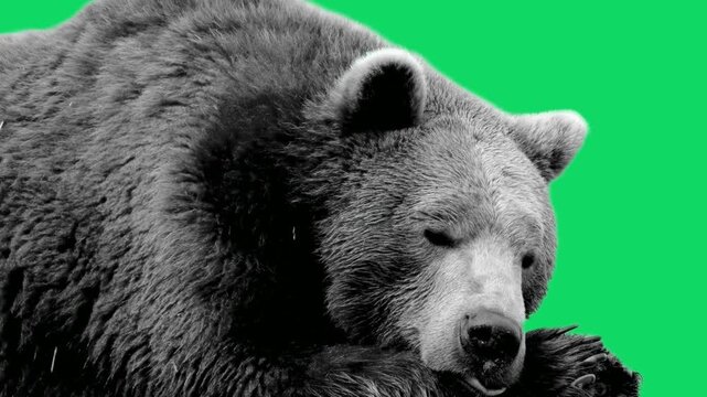 Grizzly bear resting head on paws against green screen backdrop video