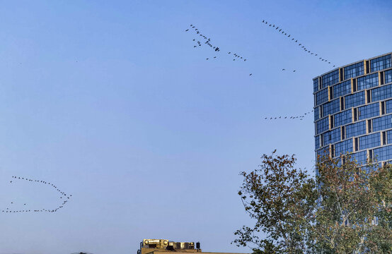 Migratory Birds in Formation Over Wuhan Wetland Winter Return