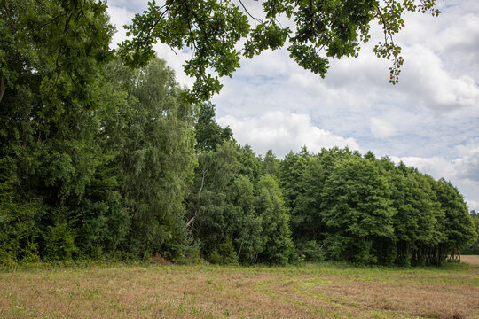Golden Grain Field Framed by Lush Green Trees Under Cloudy Summer Sky. A tranquil rural landscape featuring a mature golden grain field bordered by dense green trees and woodland. The natural tree lin