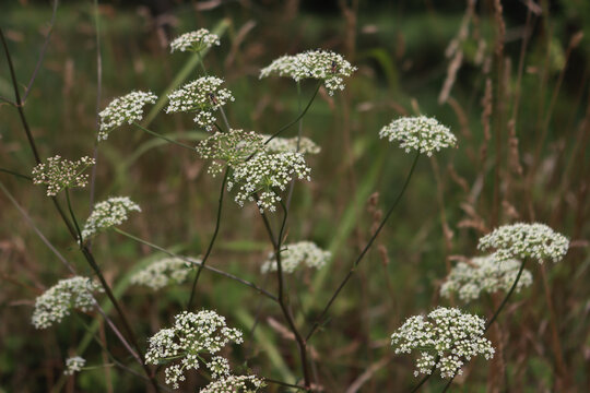 White flowers of caraway plants in the meadow in the italian countryside on summer. Carum carvi