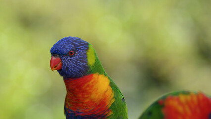 Obraz premium Close Up Portrait of a Colorful Rainbow Lorikeet in Australia