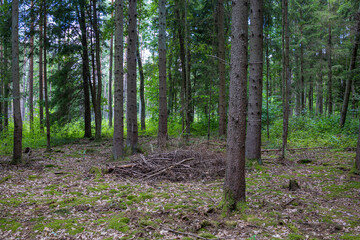 Green Coniferous Forest with Tall Trees and Natural Woodland Floor. A peaceful green forest landscape with tall straight tree trunks, dense woodland vegetation, and a natural forest floor covered  © Nadiia