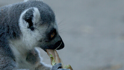Close-Up Profile of a Ring-Tailed Lemur Chewing on a Bamboo Branch © blueringmedia