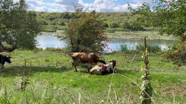 Camera pulls back from a tall mullein plant to reveal cows resting on a riverside meadow beside a lily covered backwater under a blue late summer sky
