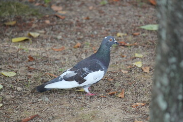 An image of a pigeon looking for food by the stream along a waterfront walking trail. © TS